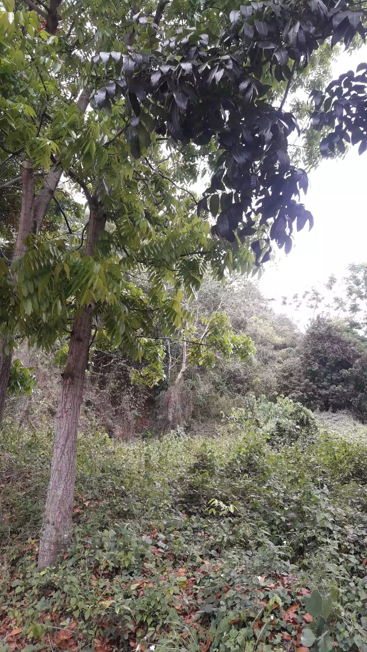 LOT FOR SALE - photo 6