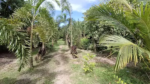 Lot For Sale Near Greensville 3 Bacolod City — Residential Lot in Bacolod, 6100 Negros Occidental, Philippines — Photo 6