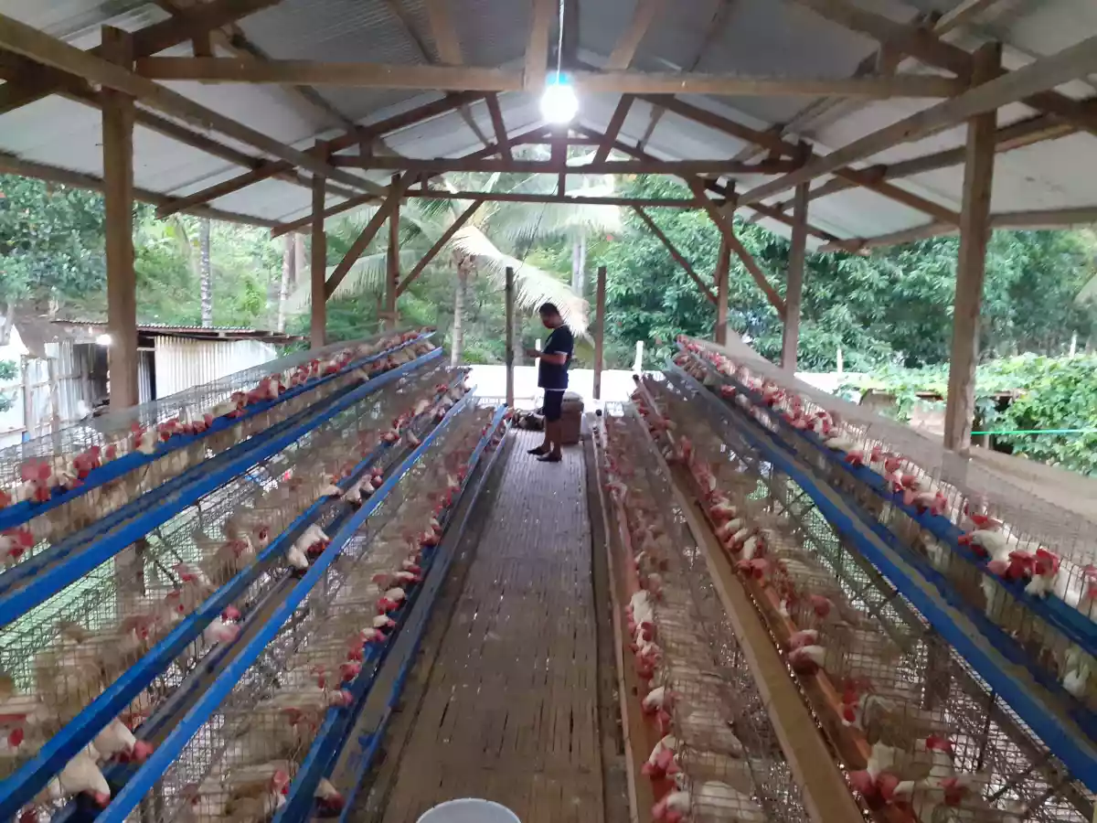 Poultry for sale — BPO in Cagayan de Oro, Misamis Oriental, Philippines — Photo 5