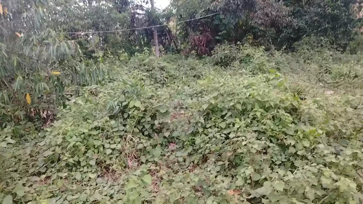 LOT FOR SALE!!! - photo 5