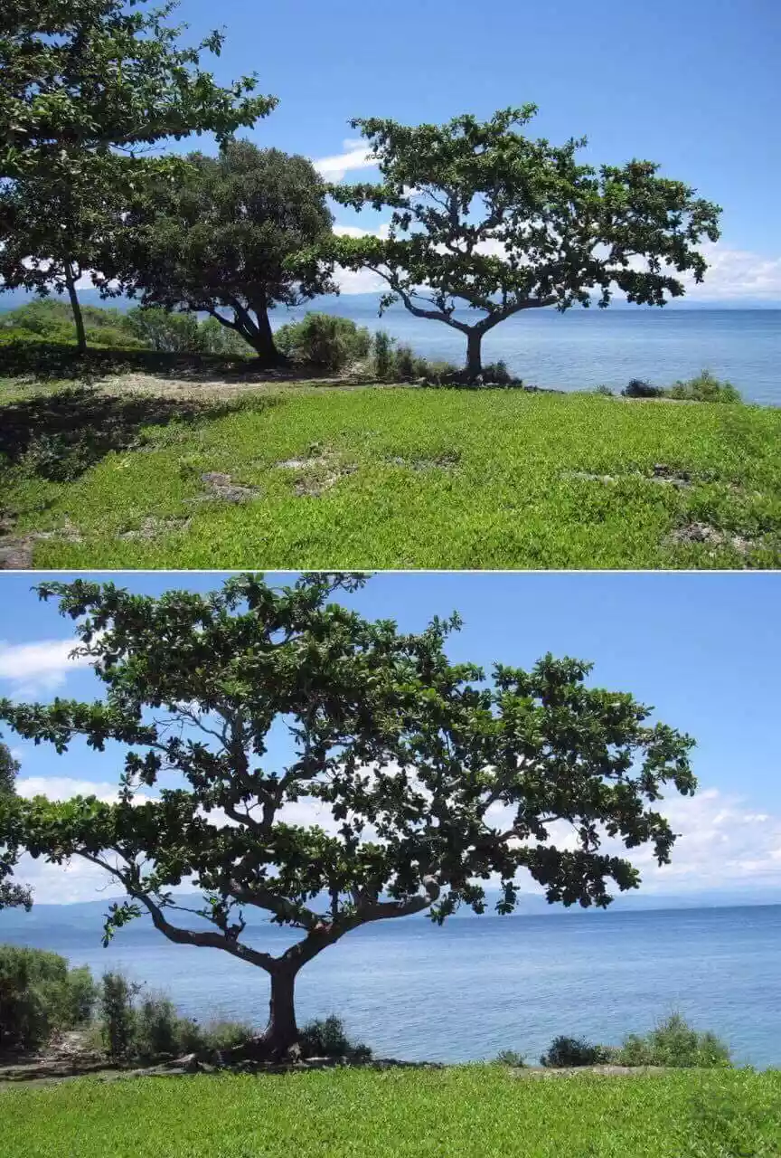 Moalboal Beach Lot for Sale - photo 4