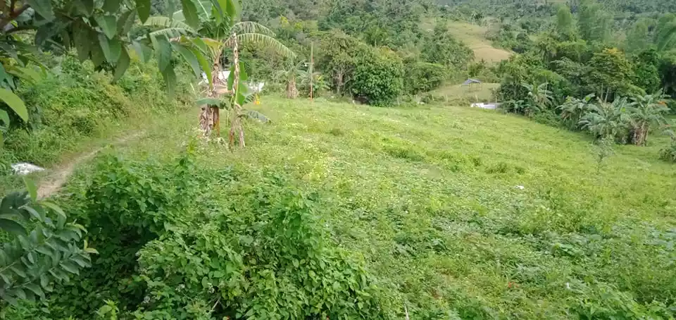 Argao Lot For Sale — Agricultural Lot in Cebu, Philippines — Photo 2