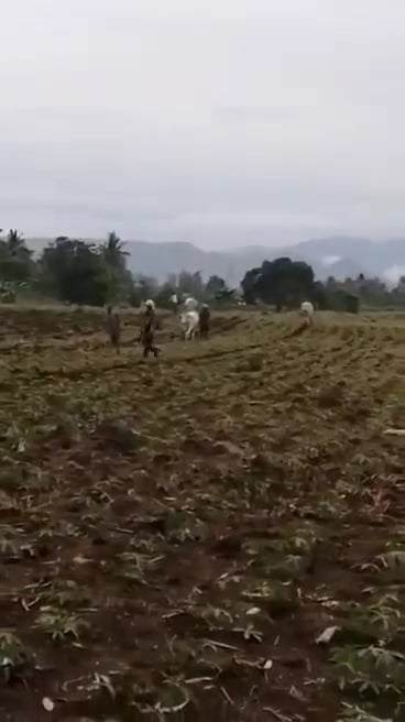 For sale Titled lot in Bukidnon — Agricultural Lot in Manolo Fortich, Bukidnon, Philippines — Photo 6