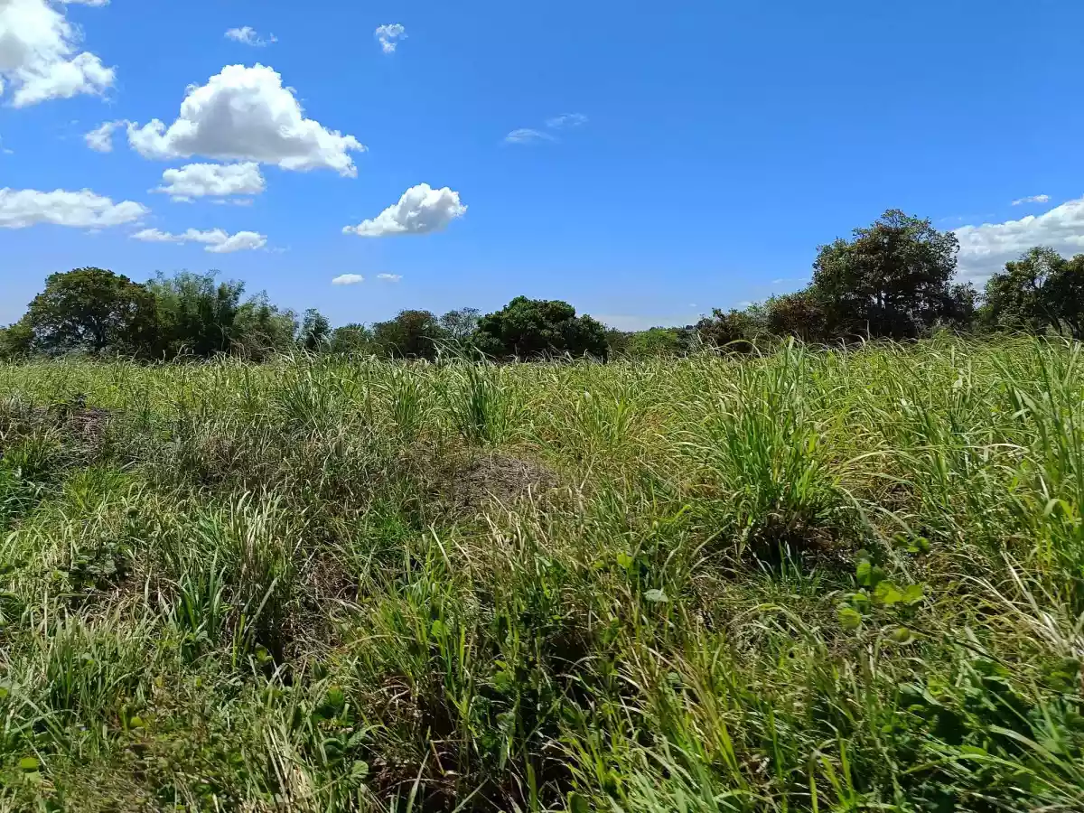 LOT FOR SALE IN ZAMBOANGUITA NEGROS ORIENTAL — Agricultural Lot in Negros Oriental, Philippines — Photo 2