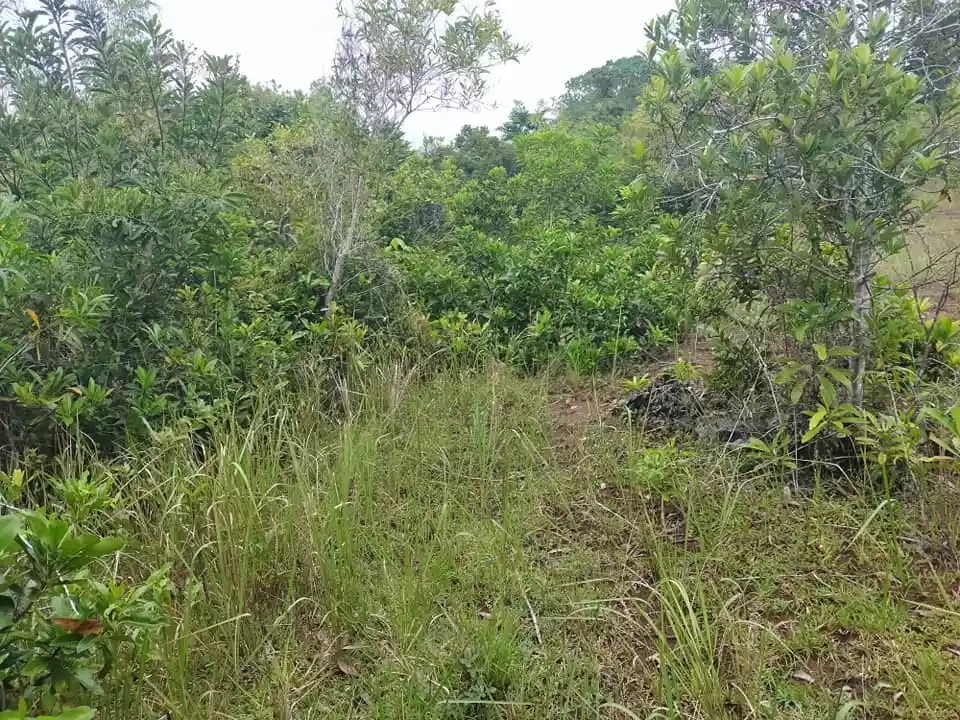 1384sqm clean title lot in Tinago Dauis Panglao Island Bohol 1,500 per sqm 3rd lot - photo 7
