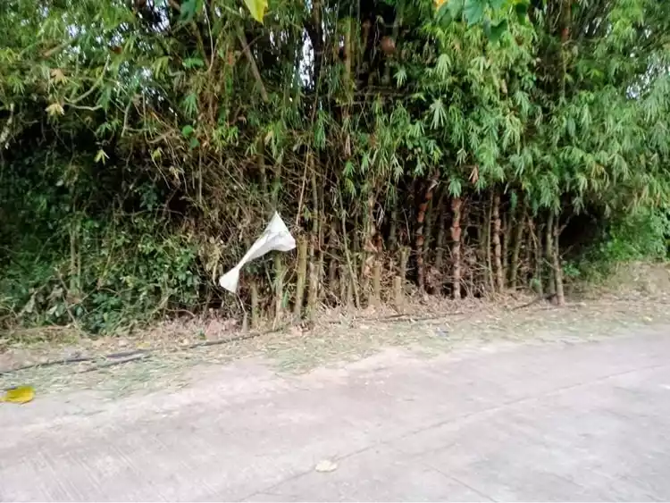 Upper cantel-e Lot  - photo 5