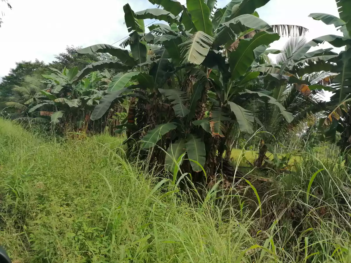 7272 ricefield land — Agricultural Lot in Agusan Del Norte, Philippines — Photo 4