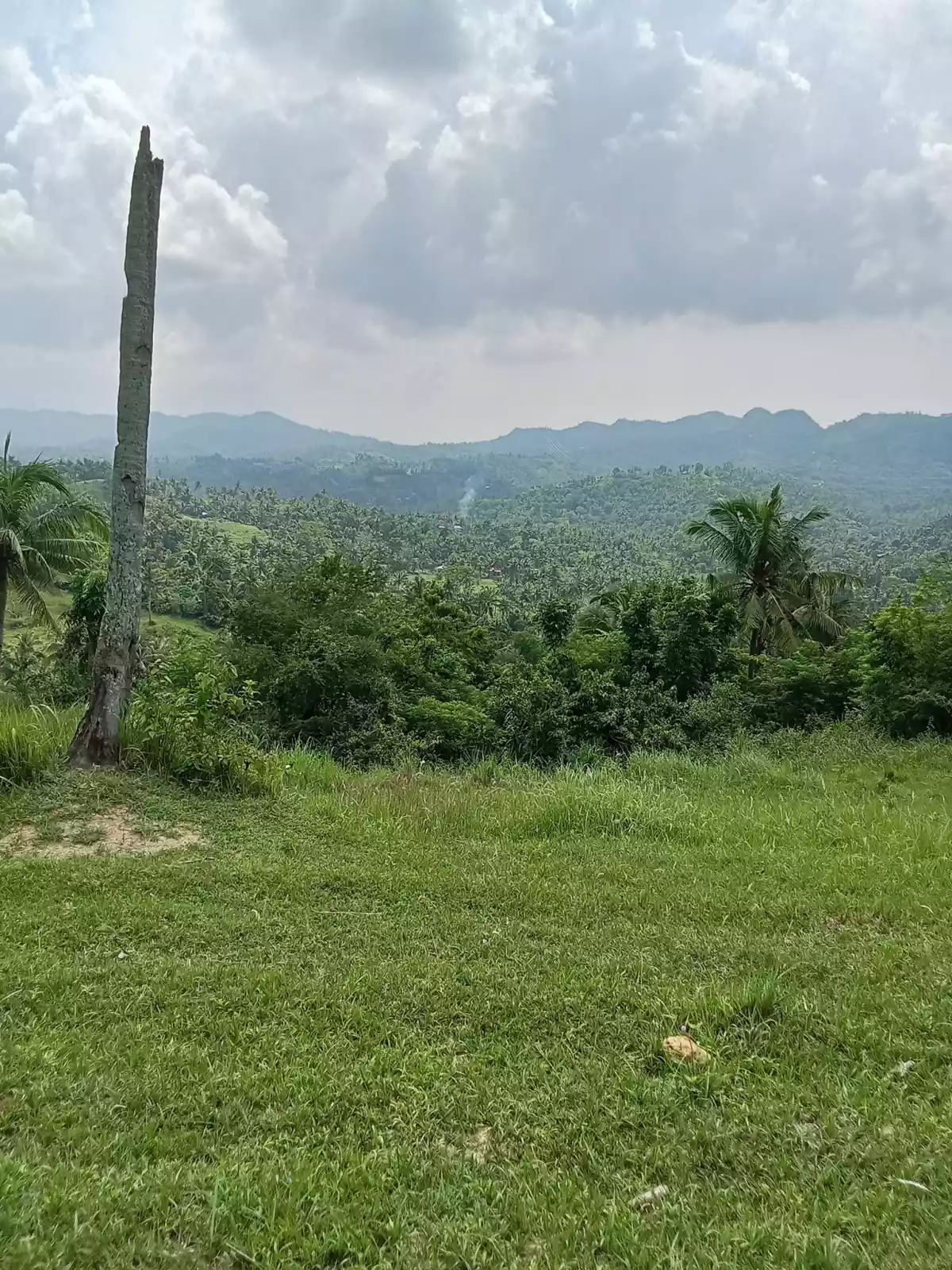 3.5 hectares agricultural land for sale in Balungag San Fernando Cebu — Agricultural Lot in San Fernando, Cebu, Philippines — Photo 4