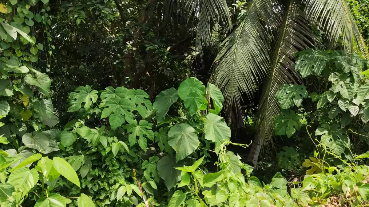 Commercial property 8646 sqm along road - photo 2