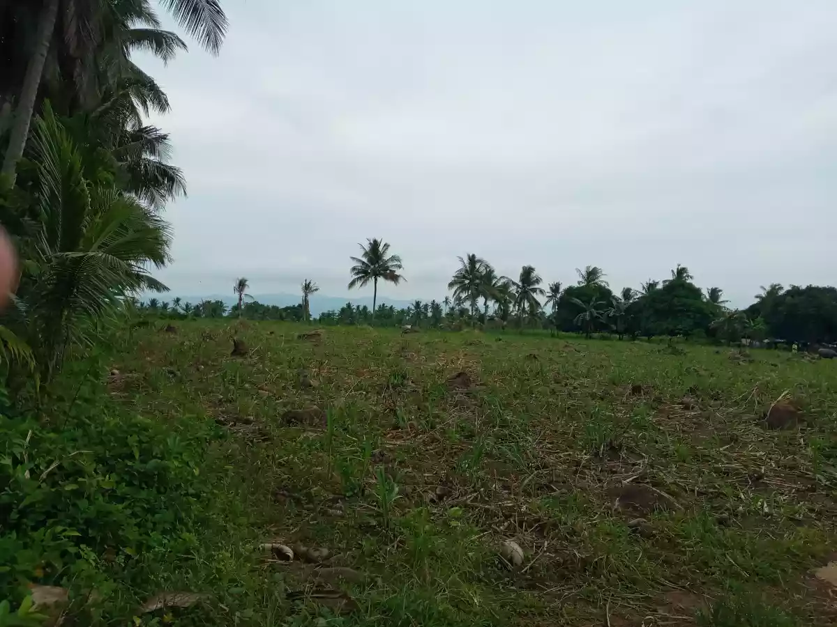1.9 Hectares Jantianon, Amlan Negros Oriental - photo 3