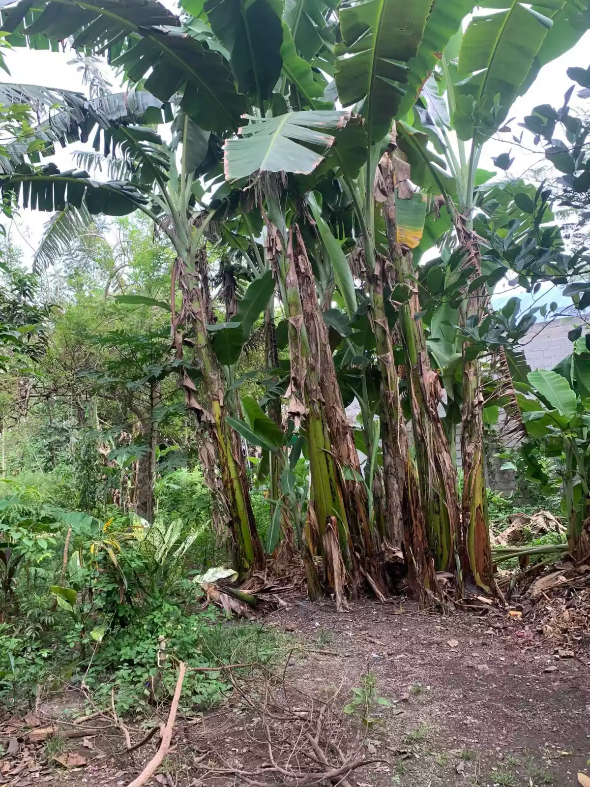300 SQ.M RESIDENTIAL LOT — Residential Lot in Alabel, Sarangani, Philippines — Photo 6