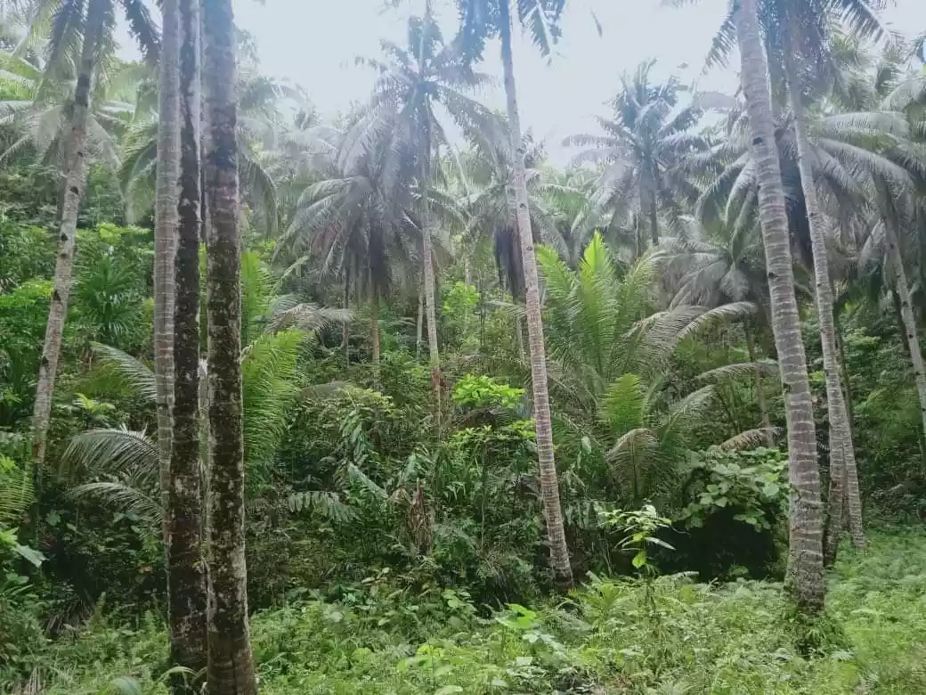Lot For Sale in Consuelo, General Luna, Siargao Islands - photo 6