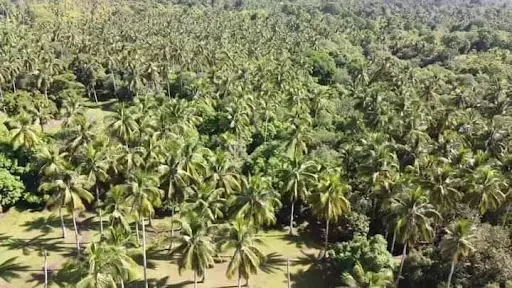 Lot For Sale at Samal — Agricultural Lot in Babak, Island Garden City of Samal, Davao del Norte — Photo 7