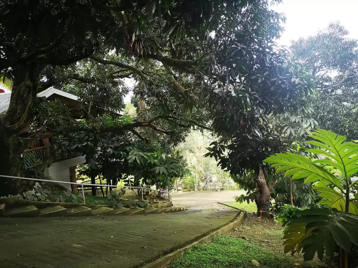 Paril Farm for SALE Cebu City  - Titled Property - photo 6