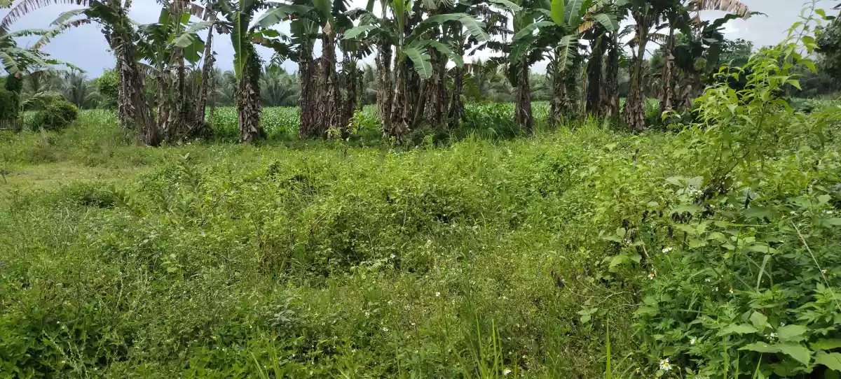150meters away highway — Industrial Lot in Polomolok, South Cotabato, Philippines — Photo 5