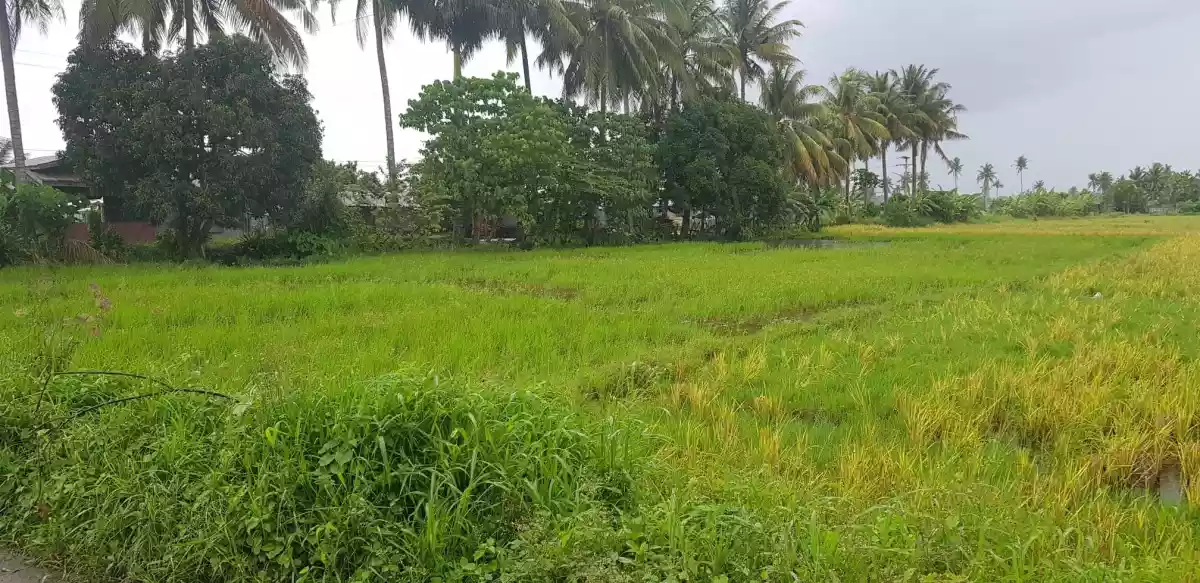 RUSH SALE! 5.178 Hectare Lot in Baluan, General Santos City for ONLY P15M per hectare. STILL NEGOTIABLE. — Agricultural Lot in General Santos City, South Cotabato, Philippines — Photo 4