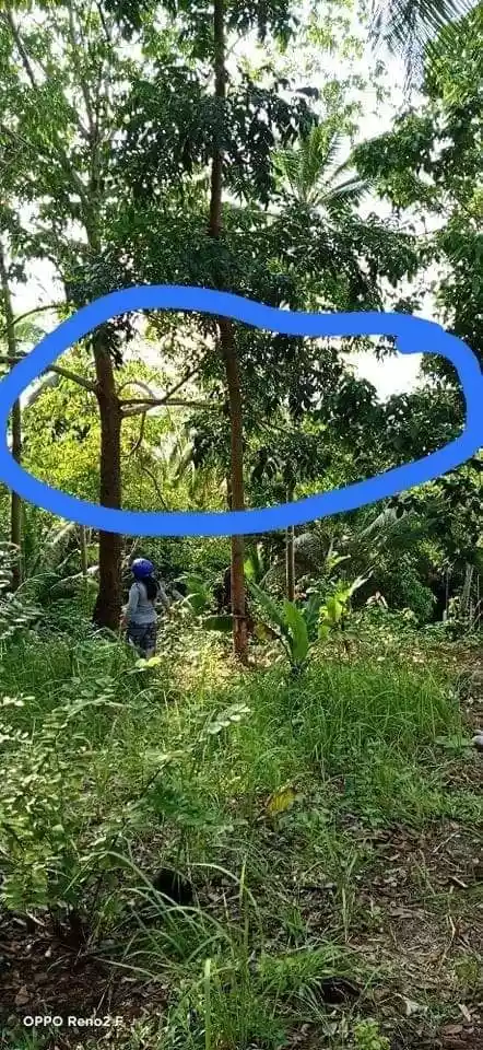 Rush Sale!!! From 8.6M+ down to 8.1M Lot for sale in Puerto Princesa, Palawan Lot area: 1,334sqm 6,500/ sqm (negotiable) — Beach Lot in Puerto Princesa, Palawan, Philippines — Photo 4