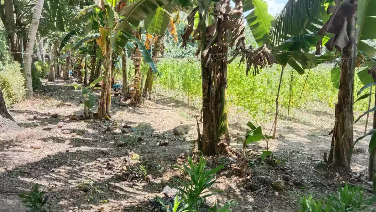 Lot for Sale - photo 6