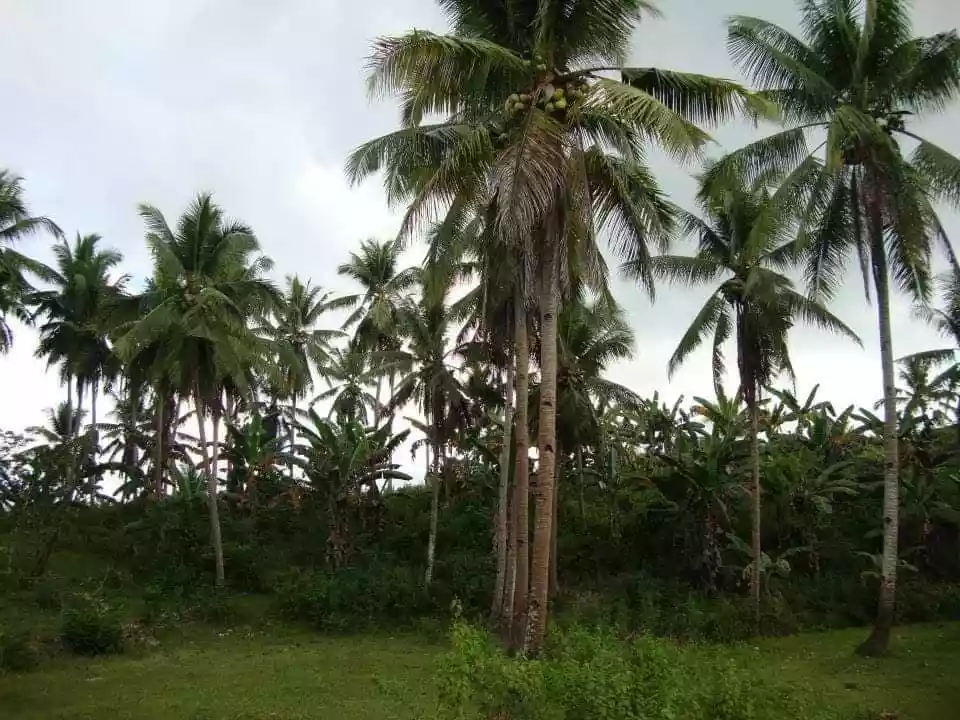 AGRICULTURAL LOT CLEAN TITLE  FOR SALE IN DALID, TABUELAN  - photo 2