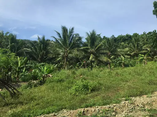 Agricultural/ Residential lot in Balamban for sale! — Agricultural Lot in Balamban, Cebu, Philippines — Photo 3