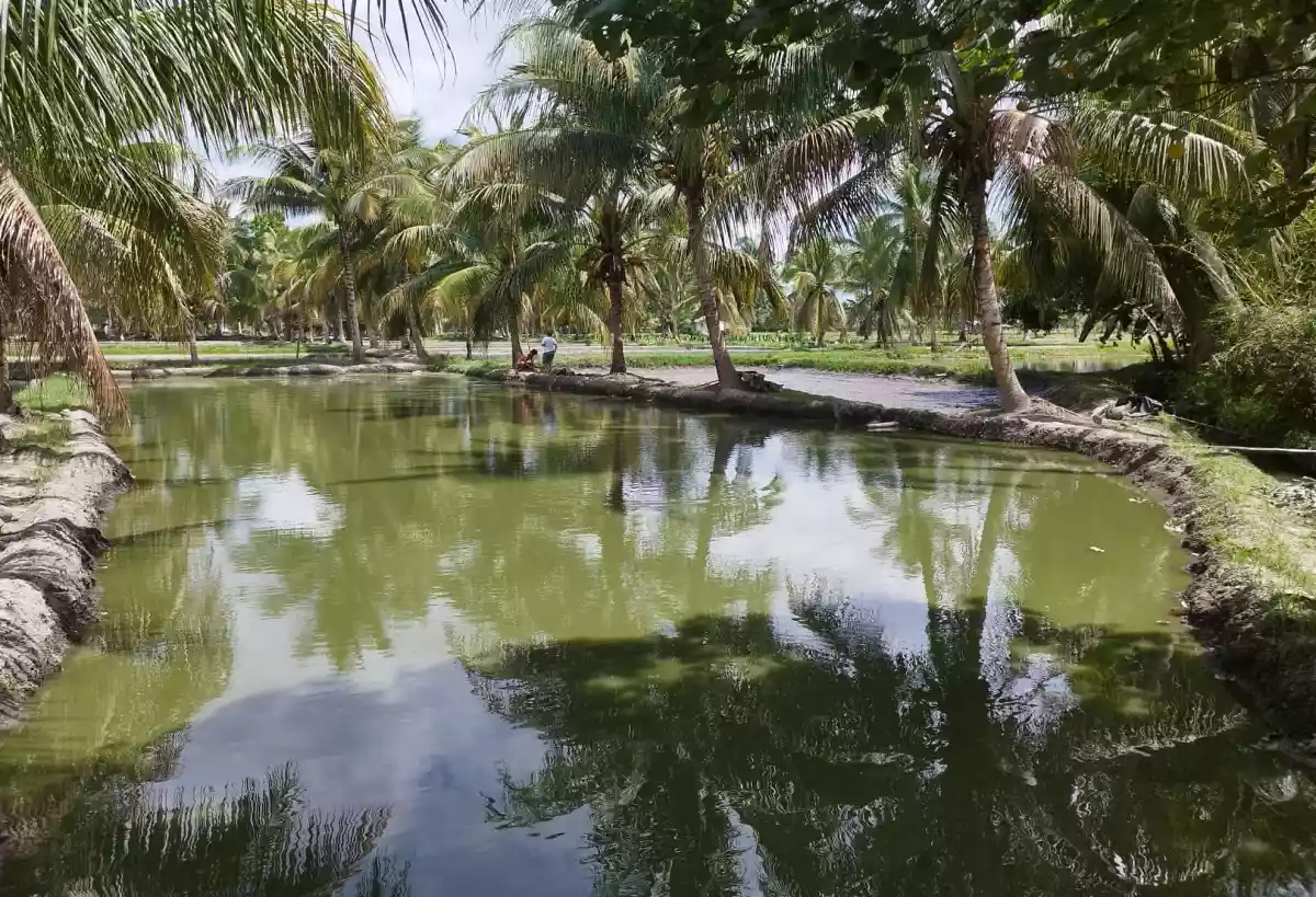 FARM with FISHPOND FOR SALE in Poblacion Banga, South Cot — Agricultural Lot in Banga, South Cotabato, Philippines — Photo 2