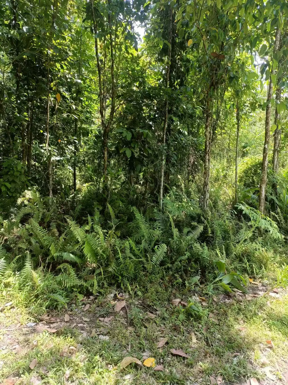 AGRICULTURAL LOT FOR SALE - photo 3