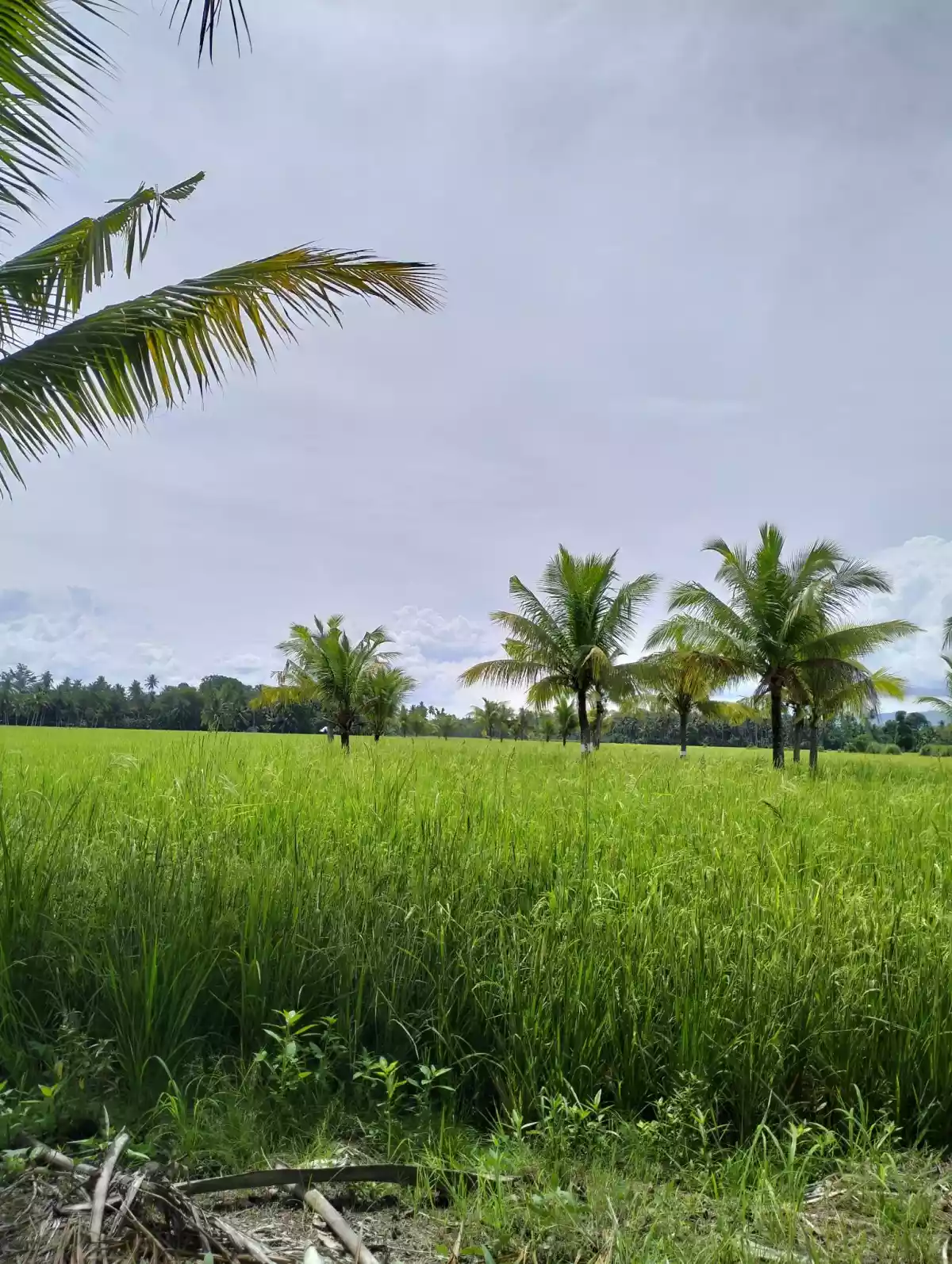 Rush Sale! Irrigated rice farm located in San Jose, Marbel  - photo 2