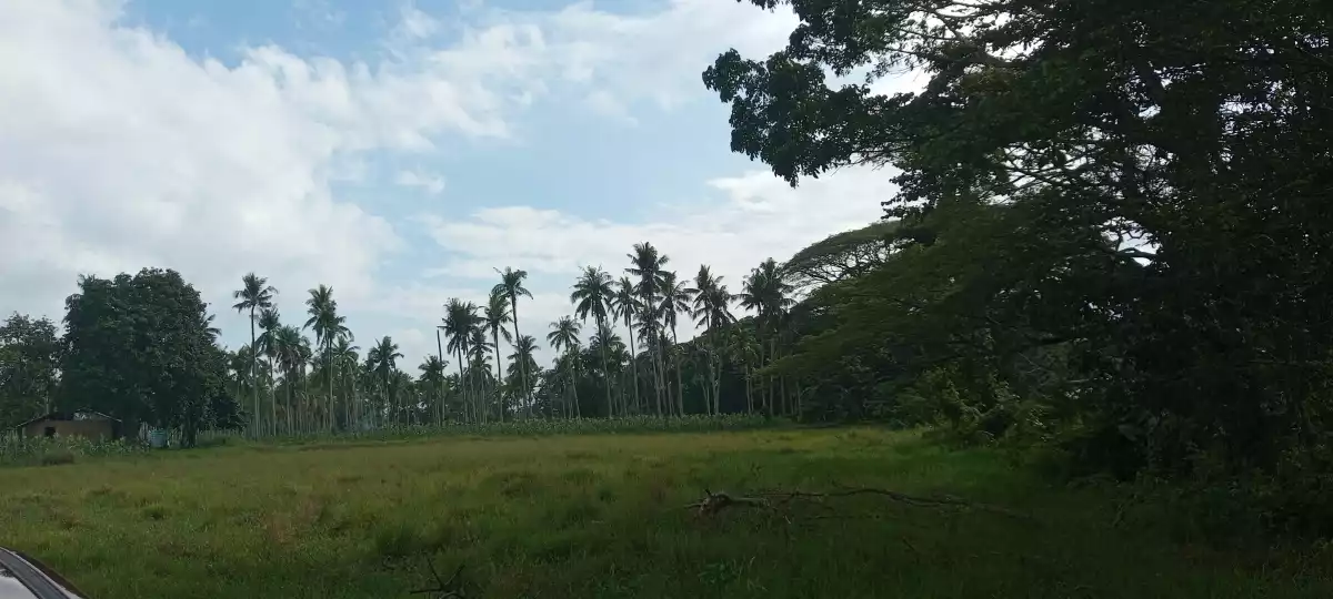 Titled Farm lot Good For Housing — Agricultural Lot in Puerto Princesa South Road, Puerto Princesa, Palawan — Photo 5