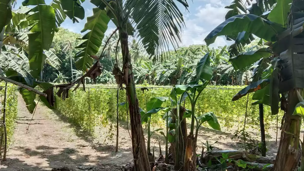 Lot for Sale - photo 3
