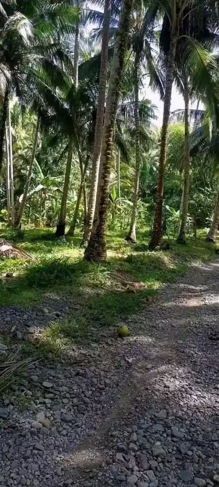 Farmlot For Sale — Agricultural Lot in Davao Oriental, Philippines — Photo 5