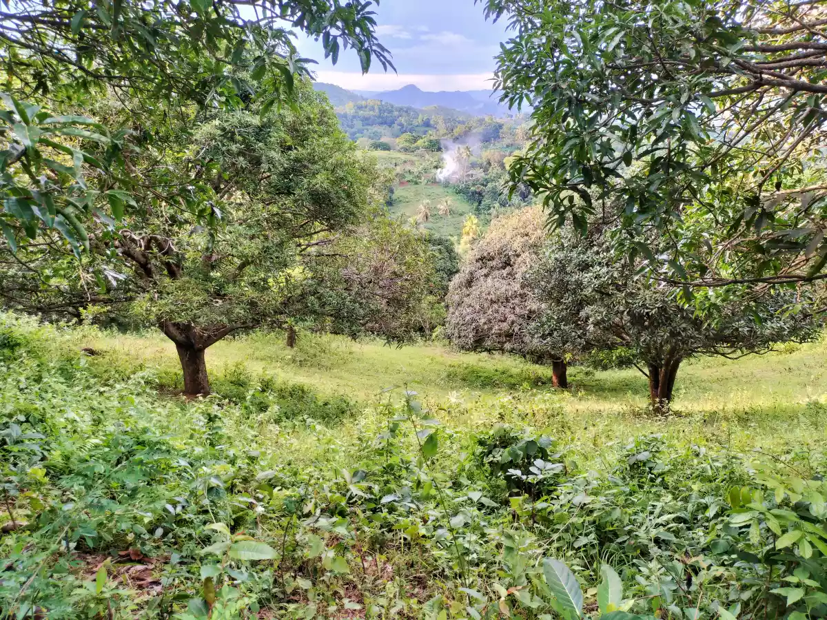 Farmlot - photo 6