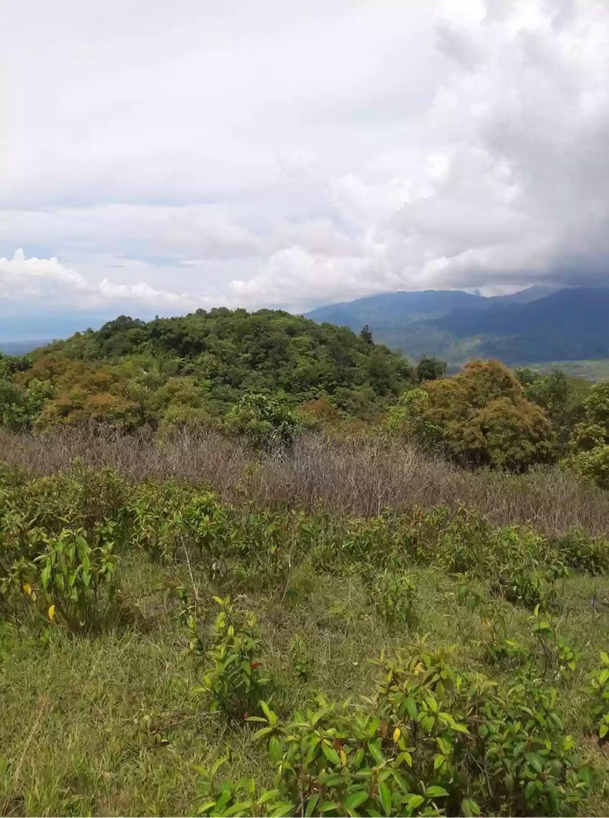 30 hectares Agricultural Land for Sale - photo 3