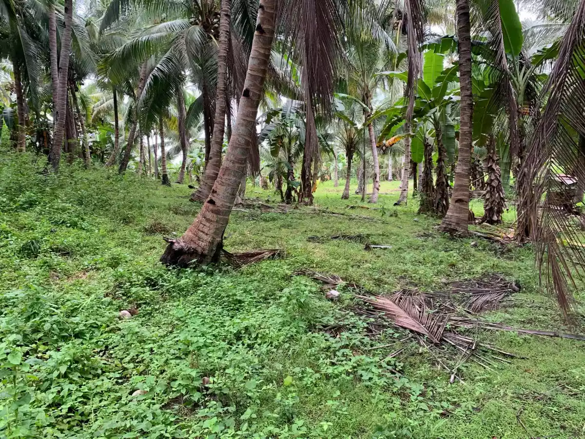 Taluya Glan Highway Property — Agricultural Lot in Sarangani, Philippines — Photo 7