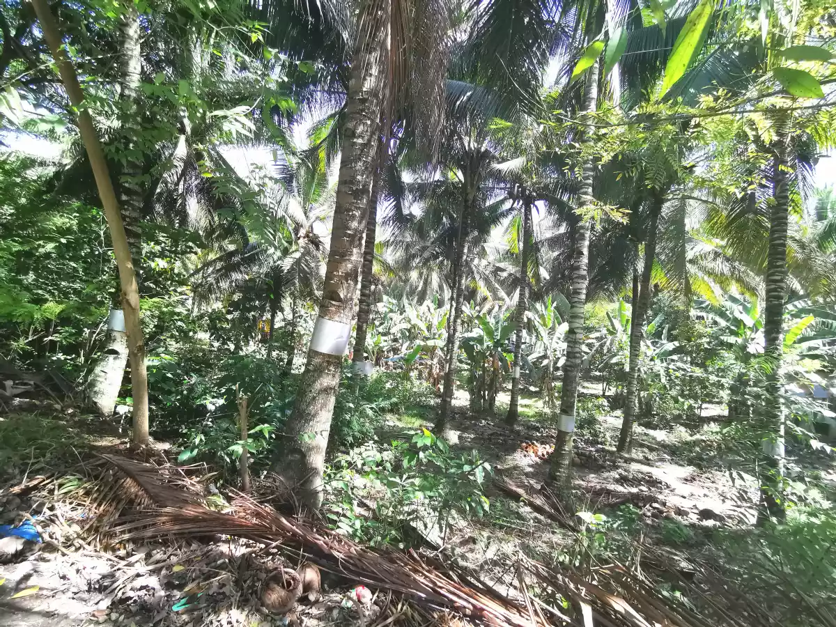 Lot for Sale in Argao - photo 4