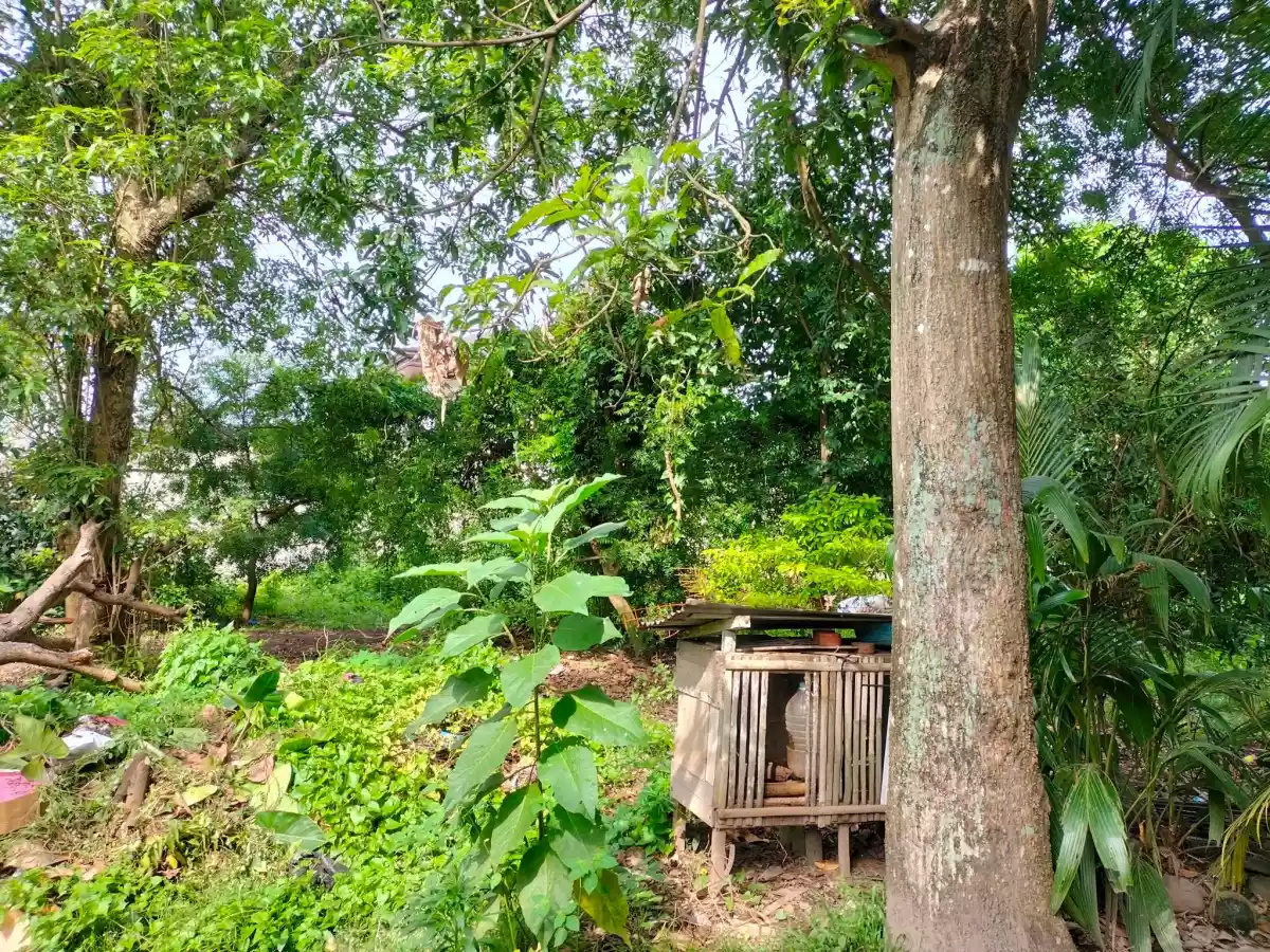Junob Lot, Dumaguete City — Agricultural Lot in Negros Oriental, Philippines — Photo 4