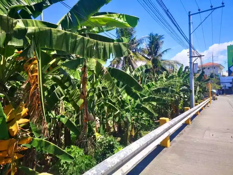 Commercial Lot For Sale in a Prime Location Cebu South Coastal Road  - photo 5