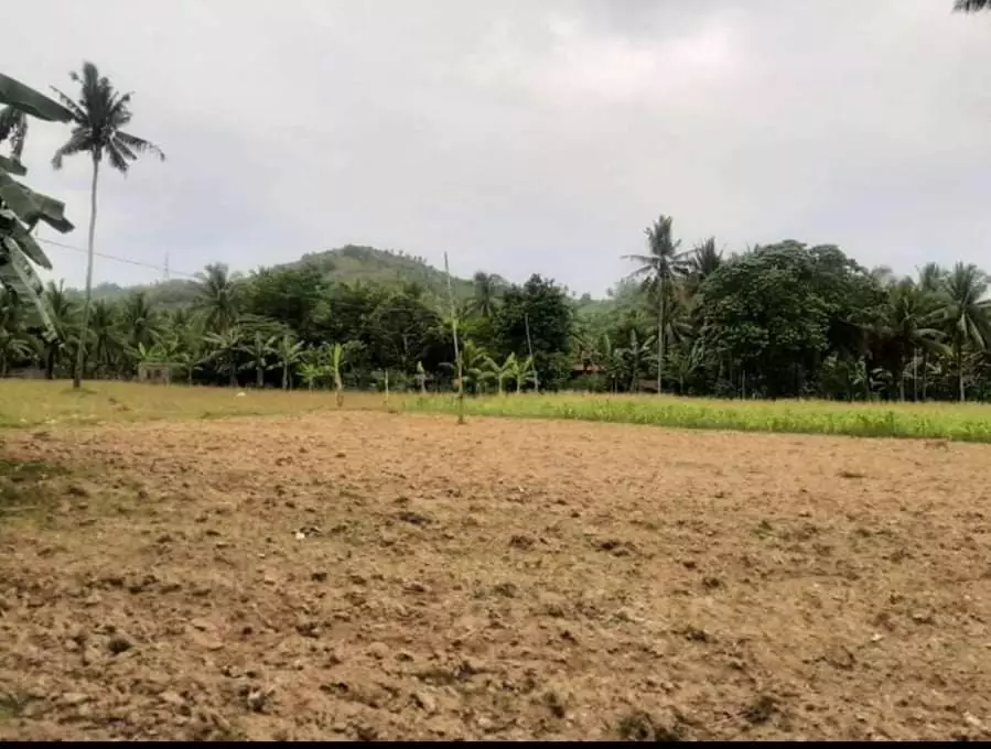 Lot For Sale!! — Agricultural Lot in Toledo City, Cebu, Philippines — Photo 3