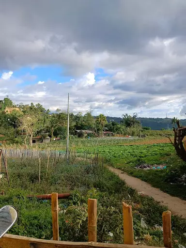 Farm lot for sale — Agricultural Lot in Cebu City, Cebu, Philippines — Photo 3