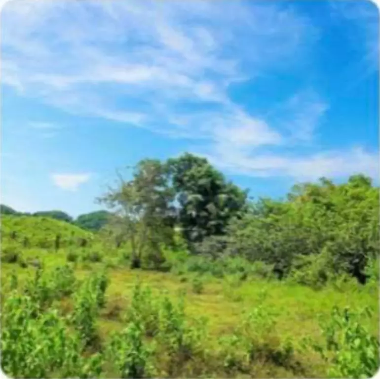 LOT FOR SALE IN GUINDULMAN, BOHOL — Agricultural Lot in Bohol Circumferential Road, Guindulman, Bohol — Photo 5