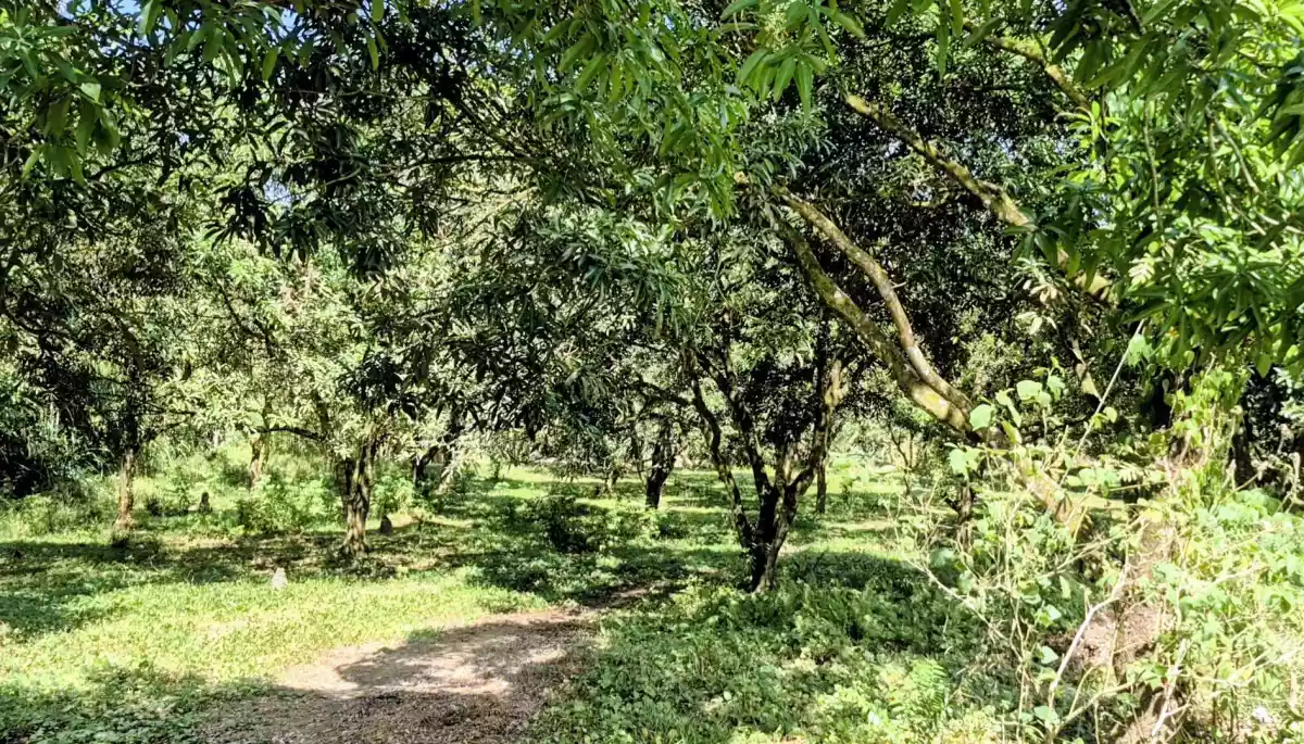 TREES THAT PRODUCE, LAND THAT PAYS. - photo 4