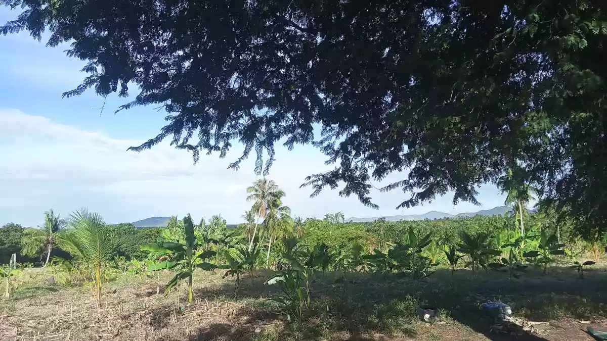 Agricultural Lot in McKinley, Sulop, Davao del Sur - photo 3