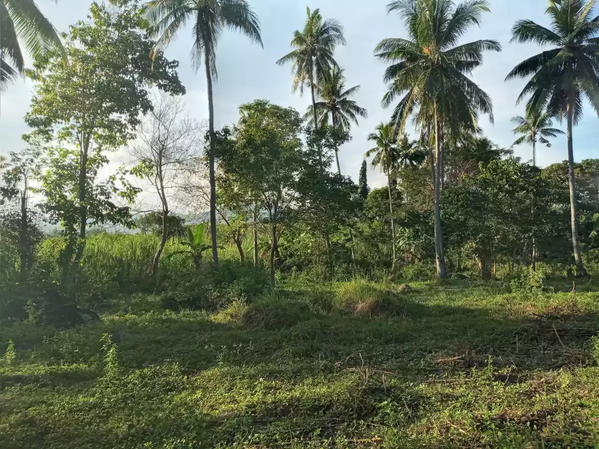 2.3 Hectares Agricultural Lot for Sale - photo 6