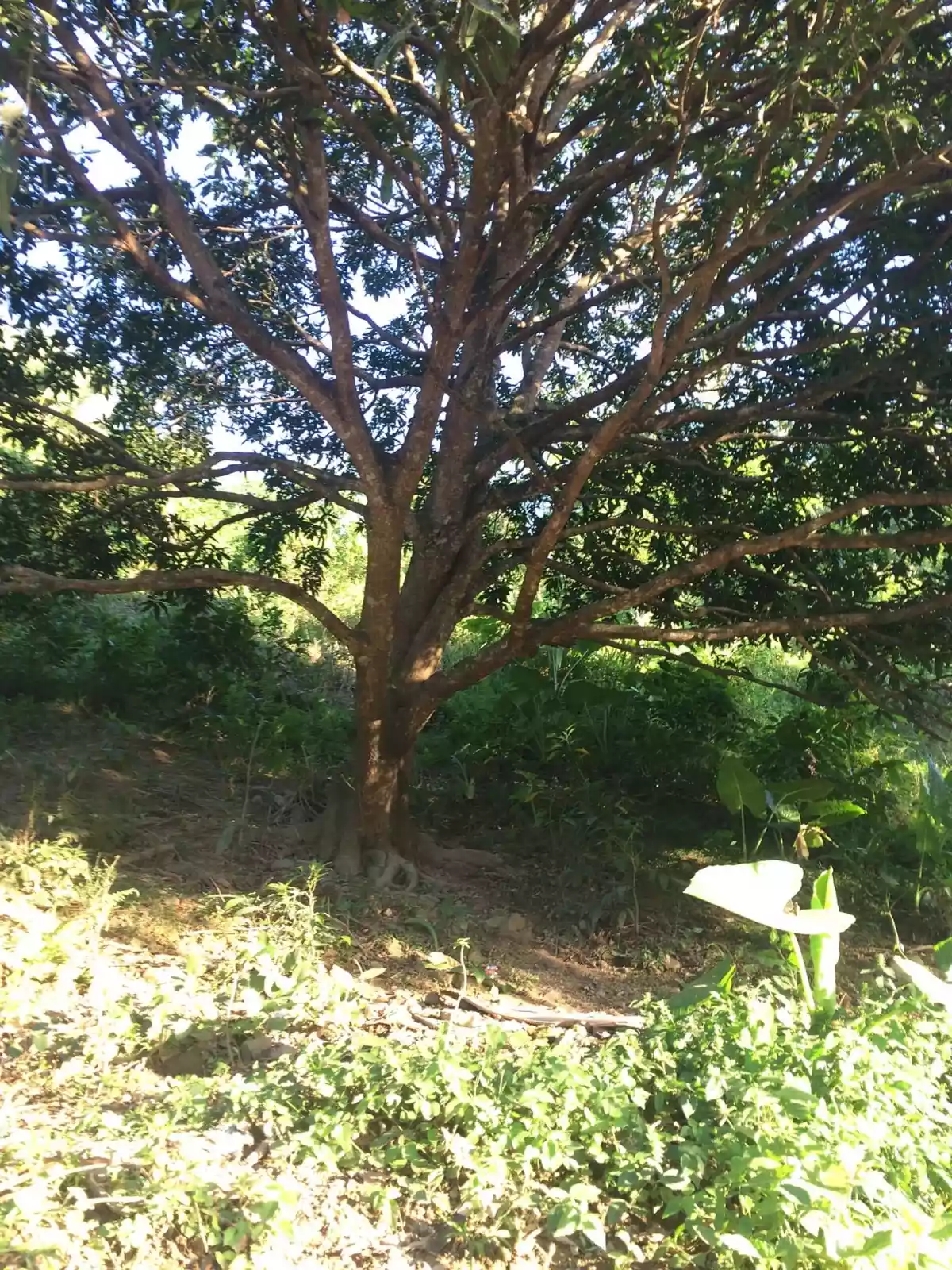 Farm Lot for Sale - photo 6