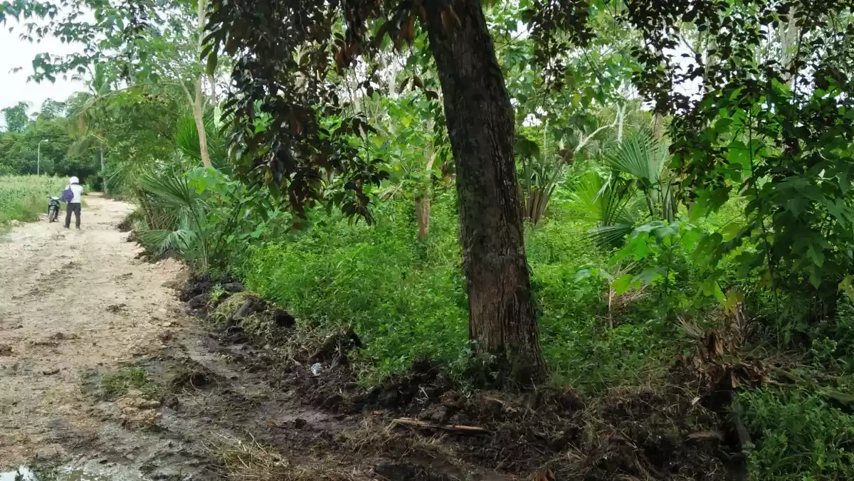 Agricultural Land in Bogo,  Cebu for Sale - photo 4