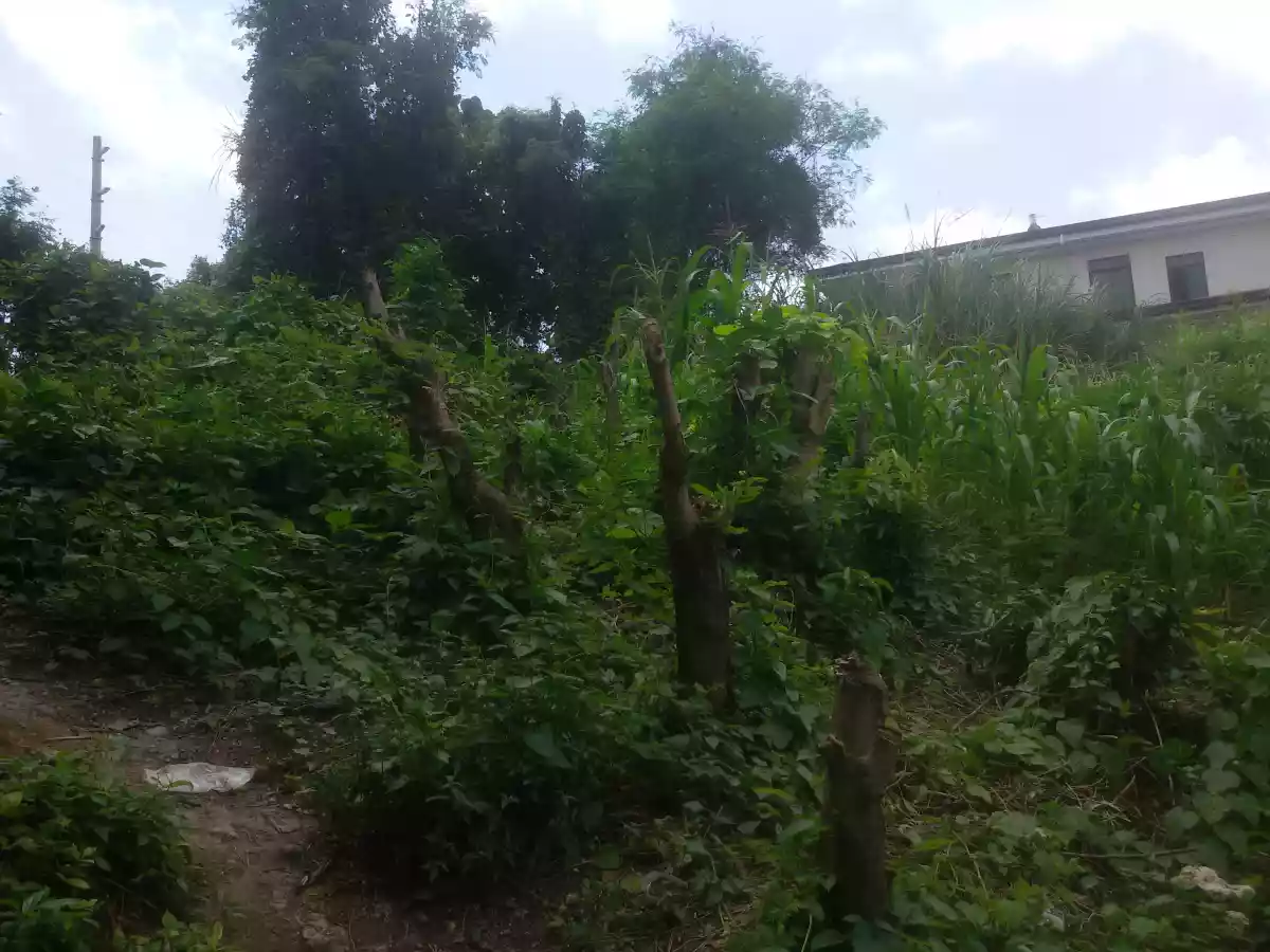 AltaVista private lot - photo 5