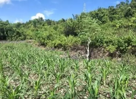 Agricultural land - photo 6