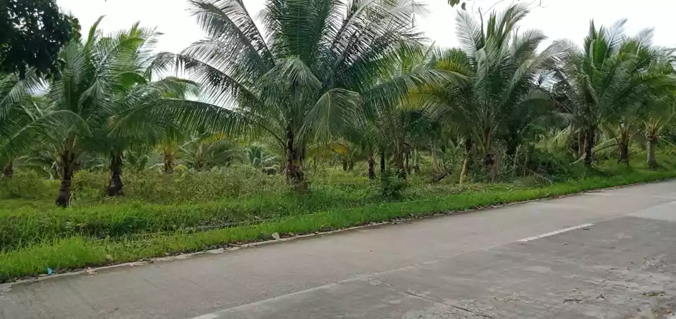 Agricultural Lot In Argao — Agricultural Lot in Cebu, Philippines — Photo 4