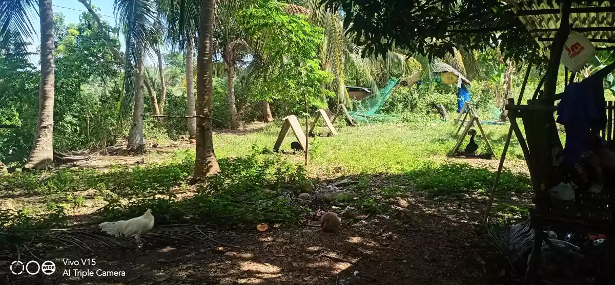 FARM LOT FOR SALE IN DALAGUETE, CEBU — Agricultural Lot in Dalaguete, Cebu, Philippines — Photo 6