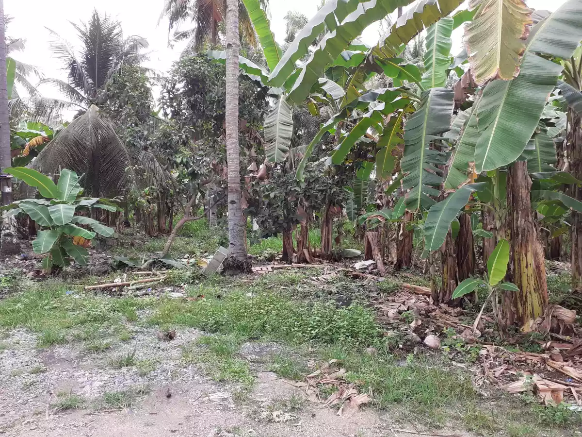 Lot 2.5 hectares - photo 5