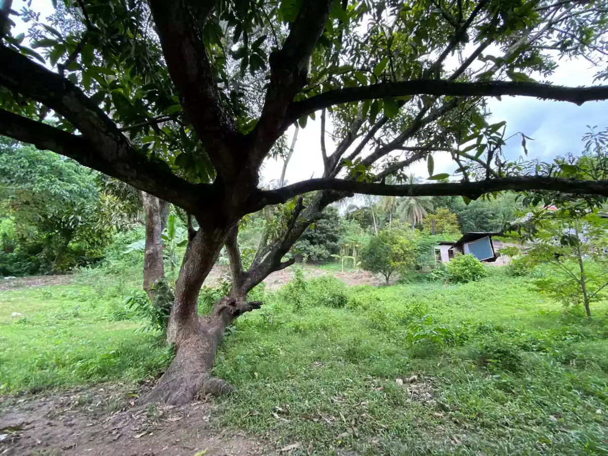 Tunghaan Minglanilla Cebu Lot — Residential Lot in Lower Tunghaan St, Tunghaan Minglanilla, Minglanilla — Photo 3